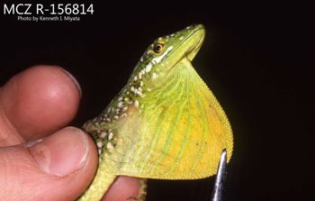 Media type: image;   Herpetology R-156814 Description: Photo of animal in life, taken in the field by Dr. Kenneth Ichiro Miyata. A slide of the photo was scanned in 2012 by Melissa Wooley.;  Aspect: head lateral